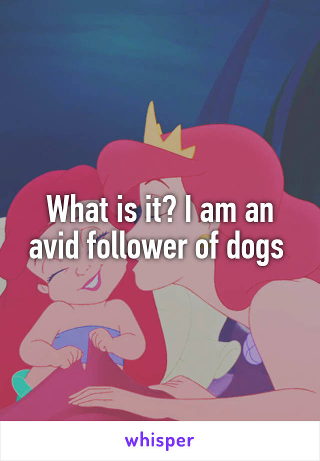 What is it? I am an avid follower of dogs 