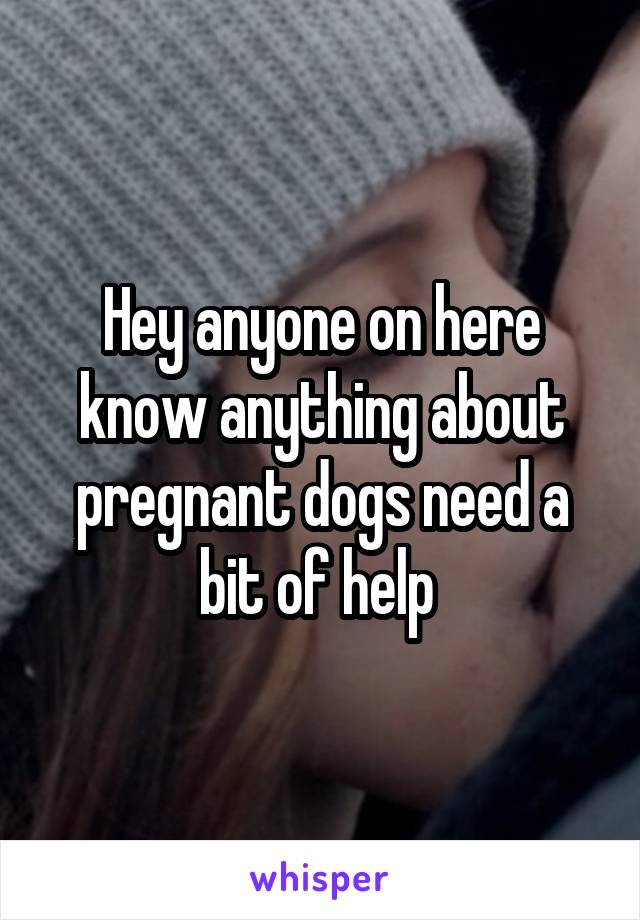 Hey anyone on here know anything about pregnant dogs need a bit of help 