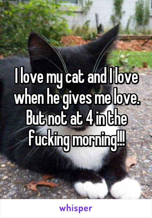 I love my cat and I love when he gives me love. But not at 4 in the fucking morning!!!