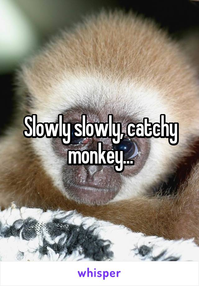 Slowly slowly, catchy monkey...