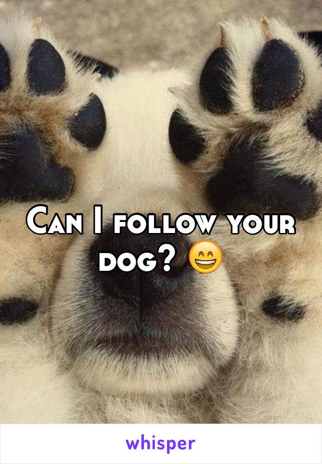 Can I follow your dog? 😄