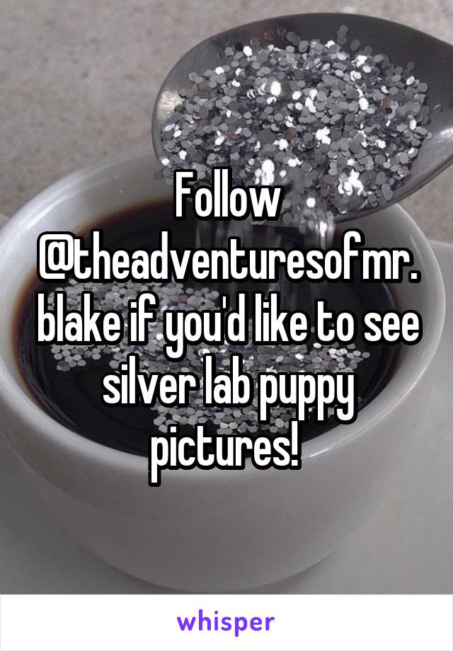 Follow @theadventuresofmr.blake if you'd like to see silver lab puppy pictures! 