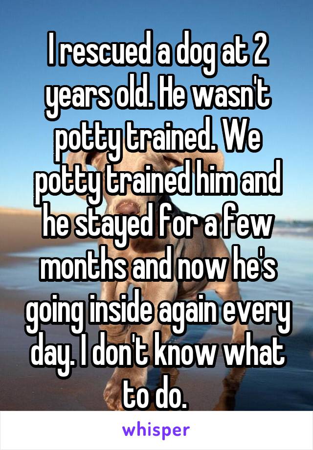 I rescued a dog at 2 years old. He wasn't potty trained. We potty trained him and he stayed for a few months and now he's going inside again every day. I don't know what to do. 