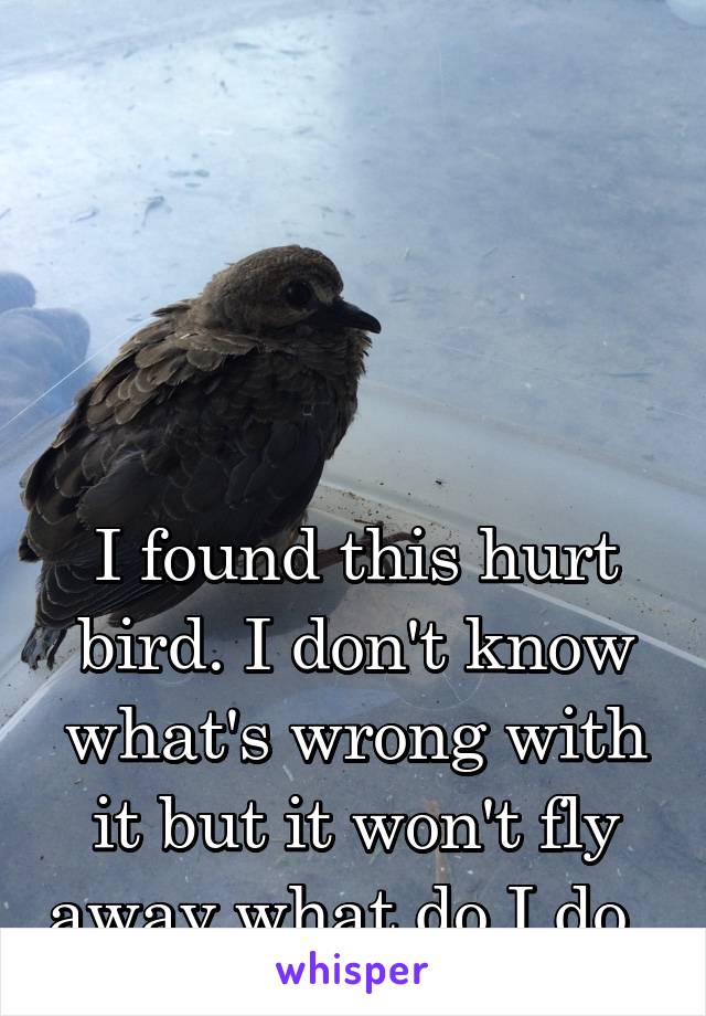 




I found this hurt bird. I don't know what's wrong with it but it won't fly away what do I do. 