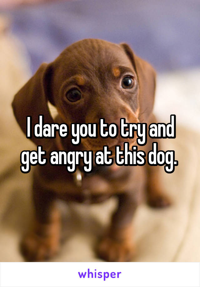 I dare you to try and get angry at this dog. 