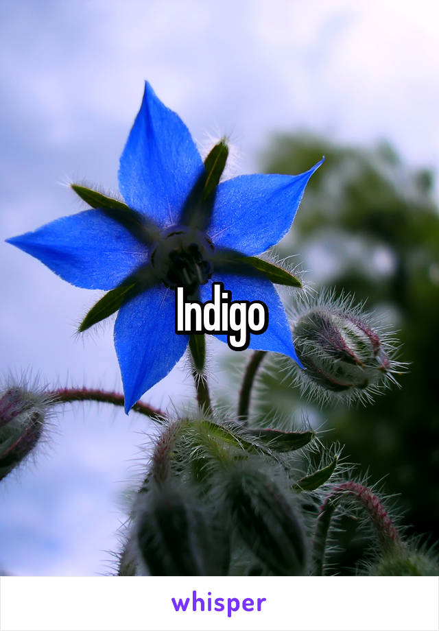 Indigo