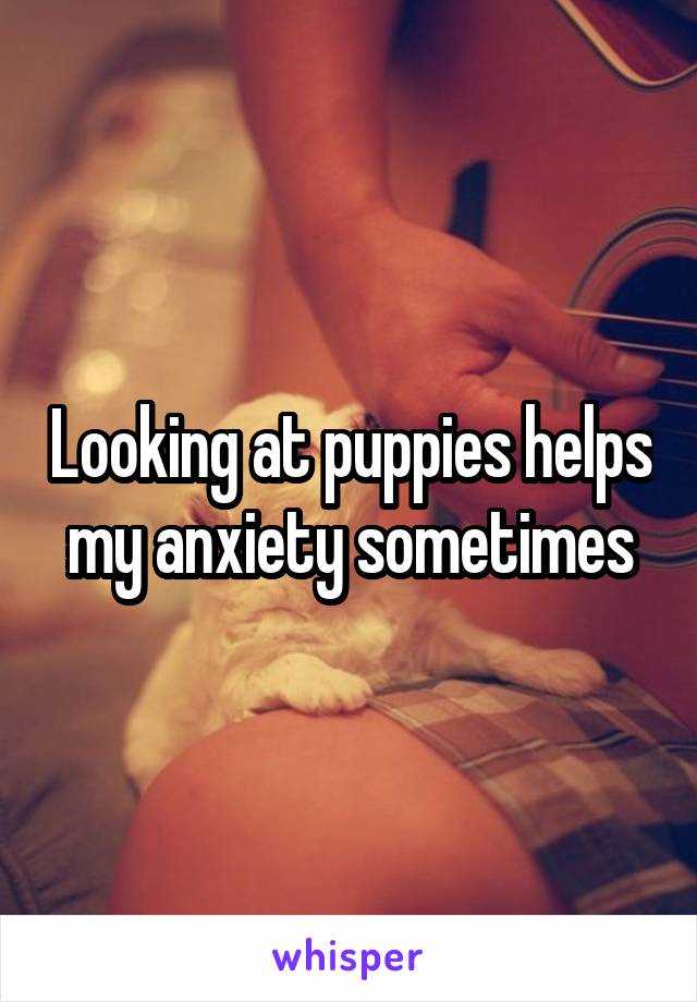 Looking at puppies helps my anxiety sometimes