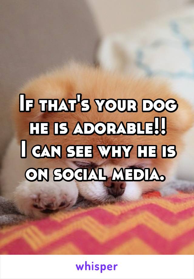 If that's your dog he is adorable!!
I can see why he is on social media. 