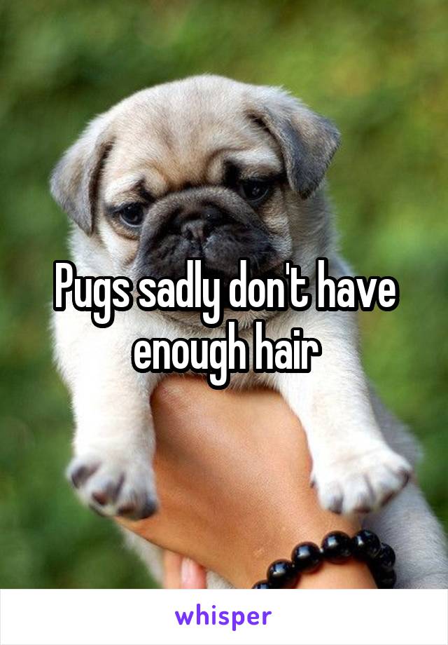 Pugs sadly don't have enough hair