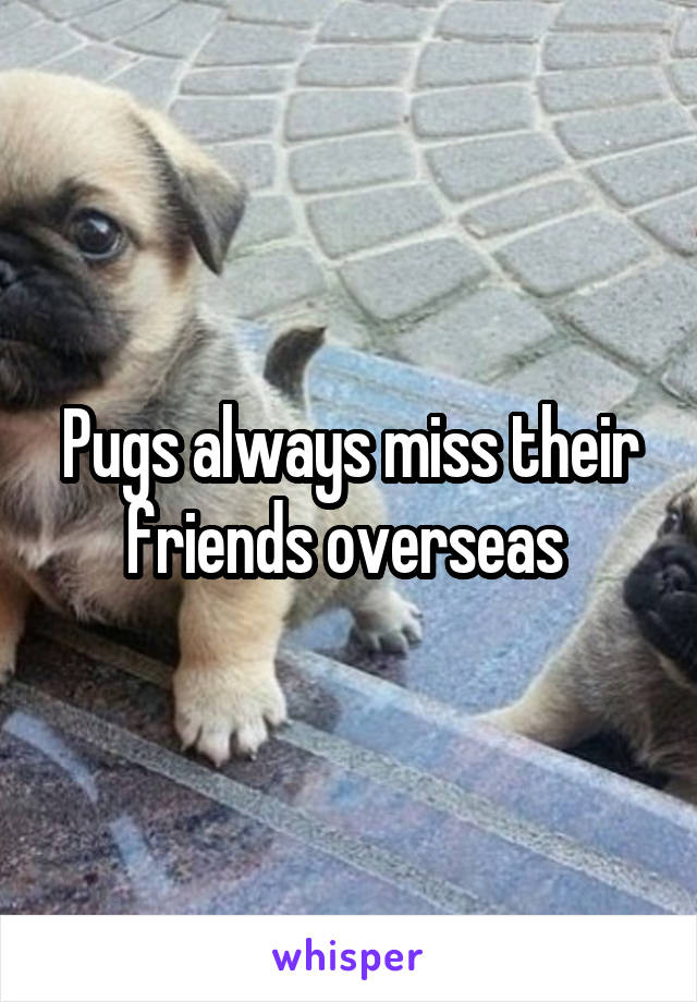 Pugs always miss their friends overseas 