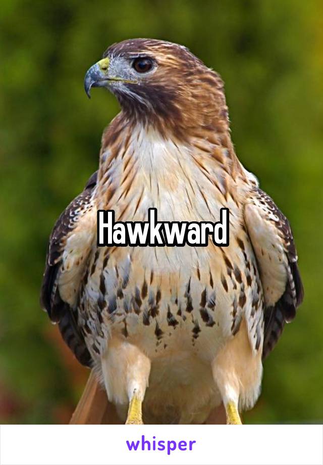 Hawkward