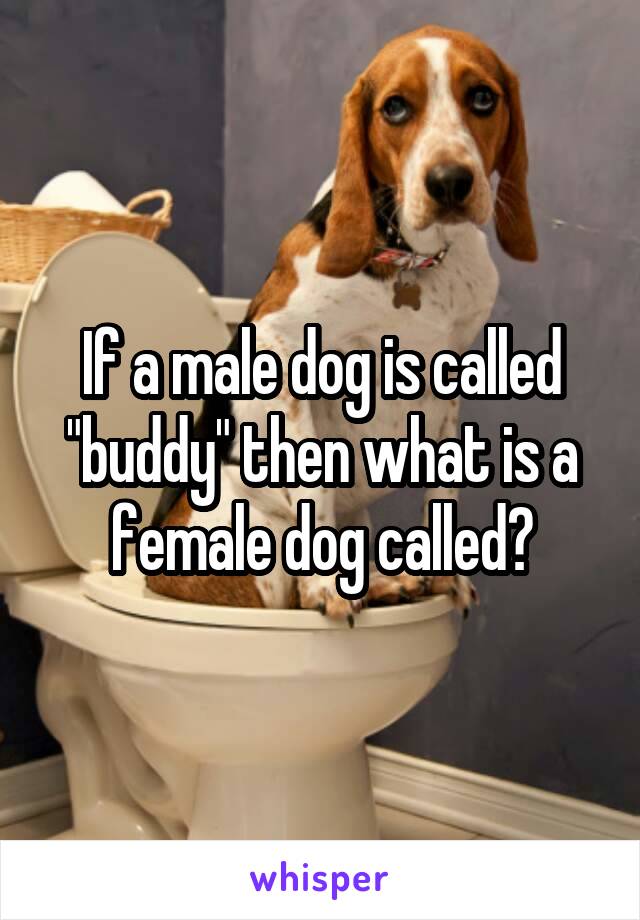 If a male dog is called "buddy" then what is a female dog called?