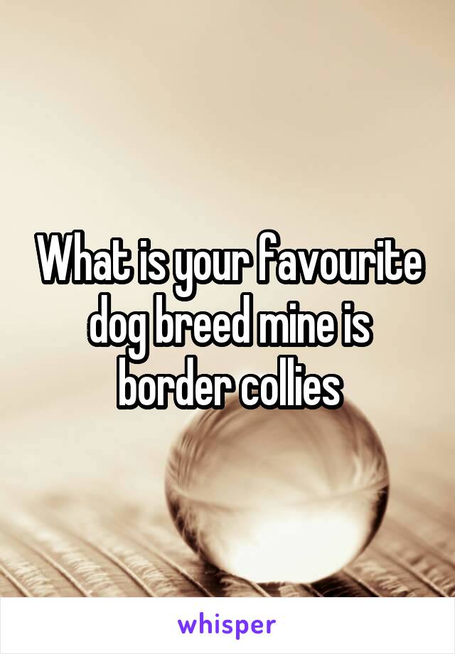 What is your favourite dog breed mine is border collies