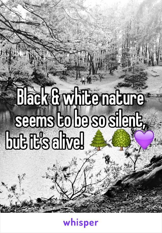 Black & white nature seems to be so silent, but it's alive! 🌲🌳💜