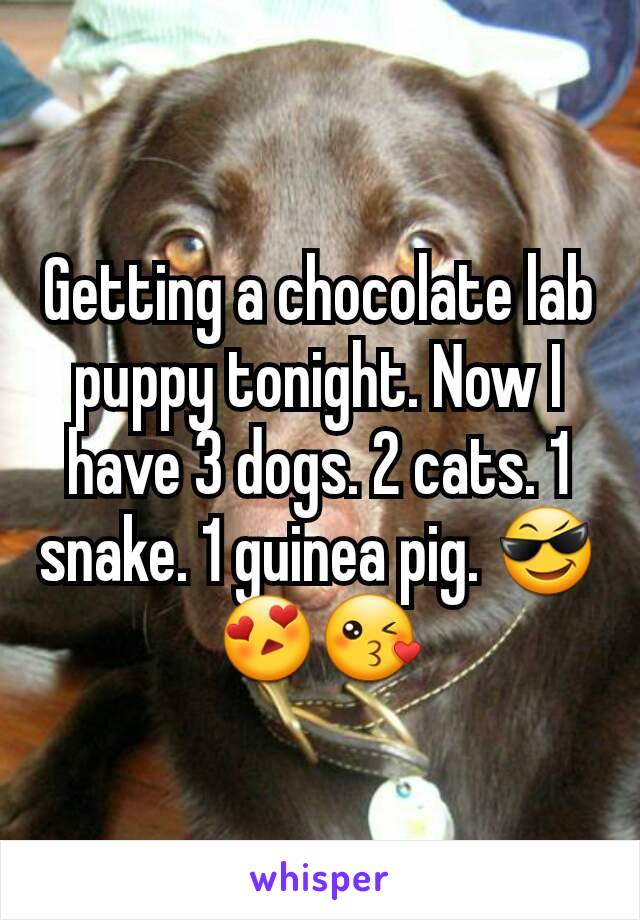 Getting a chocolate lab puppy tonight. Now I have 3 dogs. 2 cats. 1 snake. 1 guinea pig. 😎😍😘