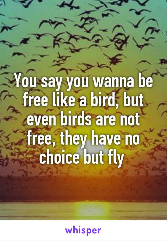 You say you wanna be free like a bird, but even birds are not free, they have no choice but fly 