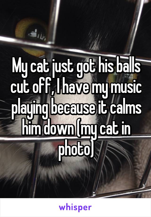 My cat just got his balls cut off, I have my music playing because it calms him down (my cat in photo)