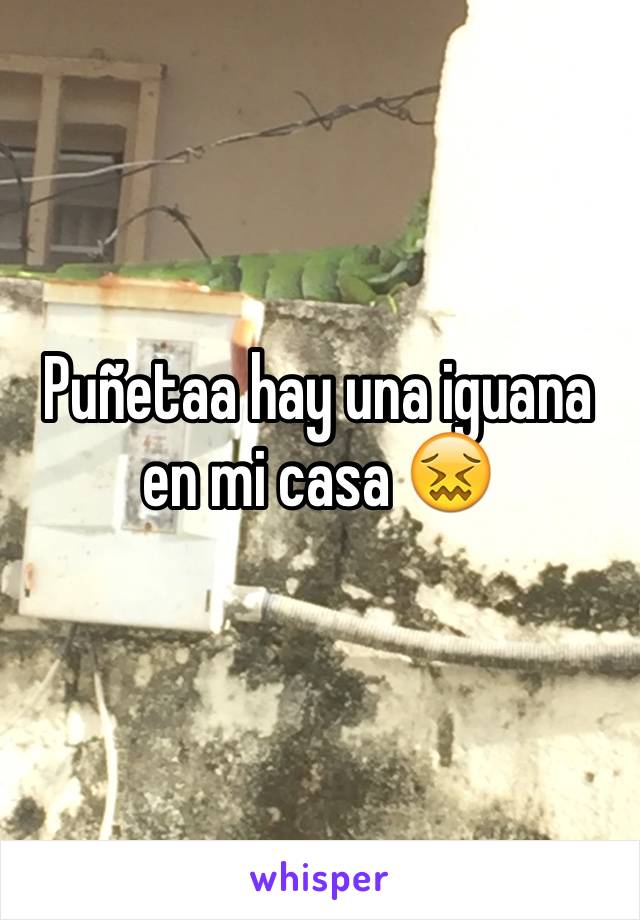 Puñetaa hay una iguana en mi casa 😖