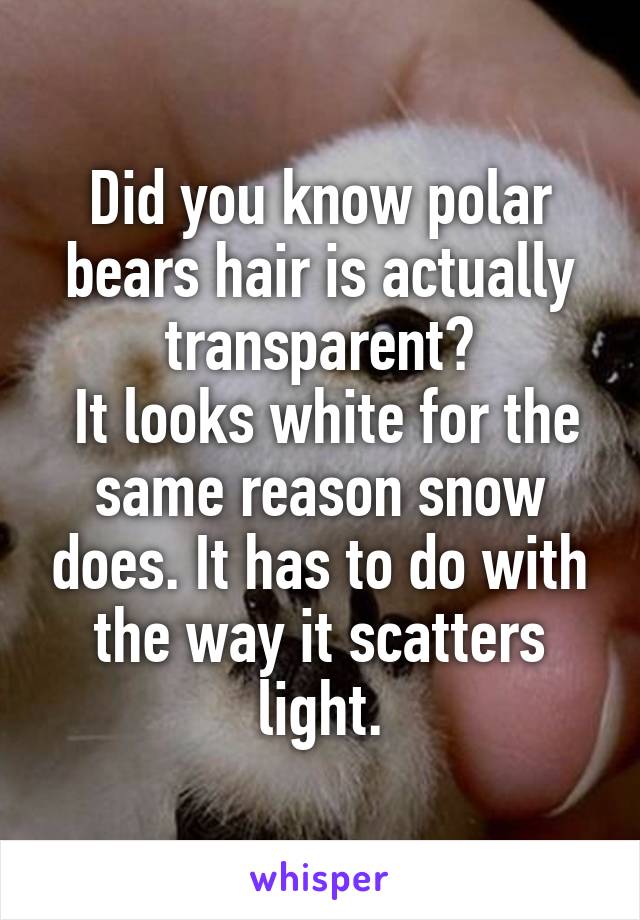 Did you know polar bears hair is actually transparent?
 It looks white for the same reason snow does. It has to do with the way it scatters light.