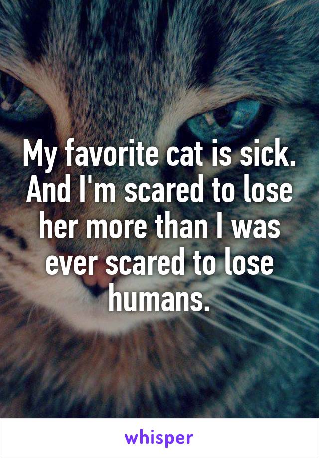 My favorite cat is sick. And I'm scared to lose her more than I was ever scared to lose humans.