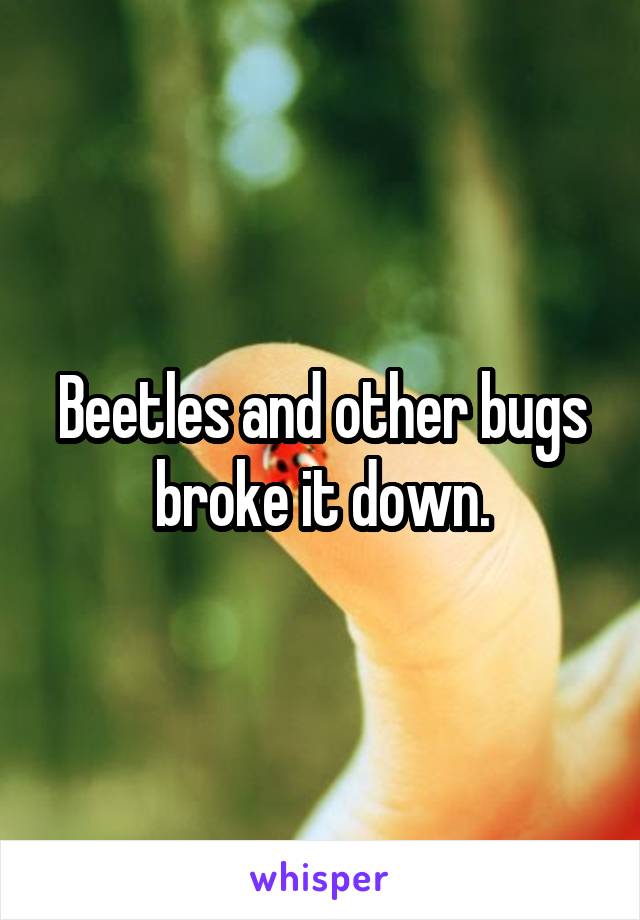 Beetles and other bugs broke it down.