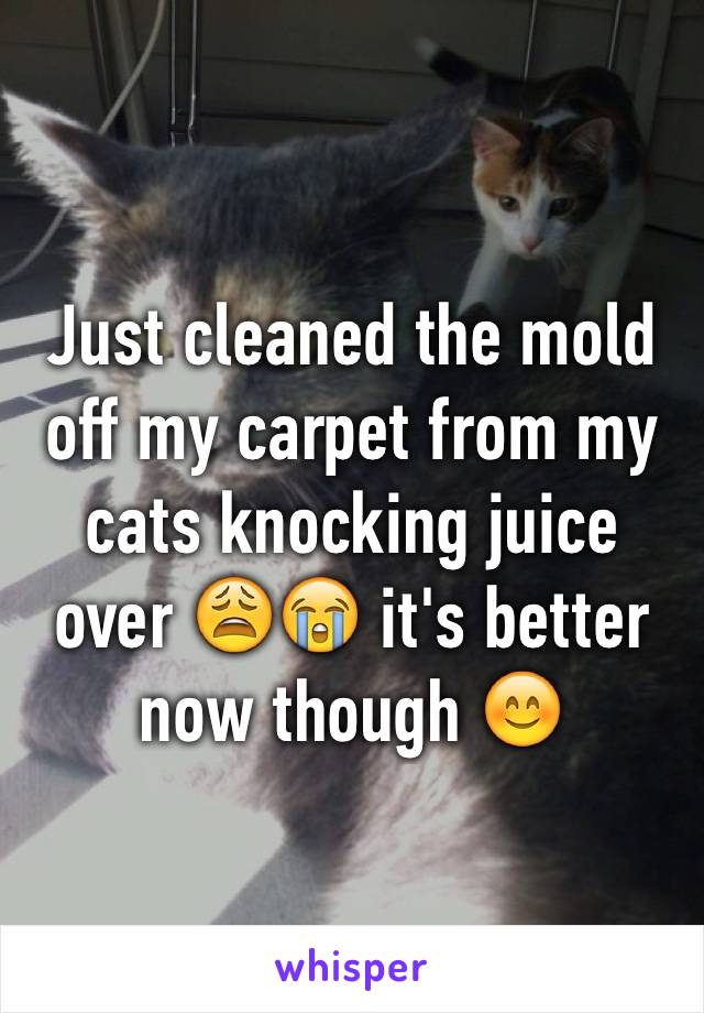 Just cleaned the mold off my carpet from my cats knocking juice over 😩😭 it's better now though 😊