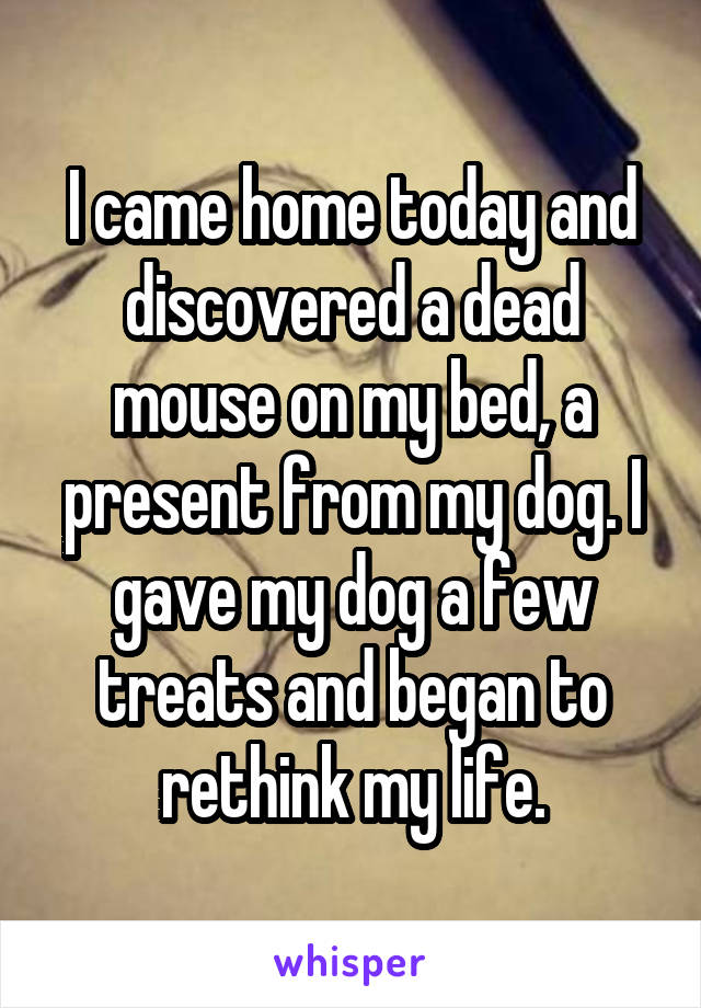 I came home today and discovered a dead mouse on my bed, a present from my dog. I gave my dog a few treats and began to rethink my life.