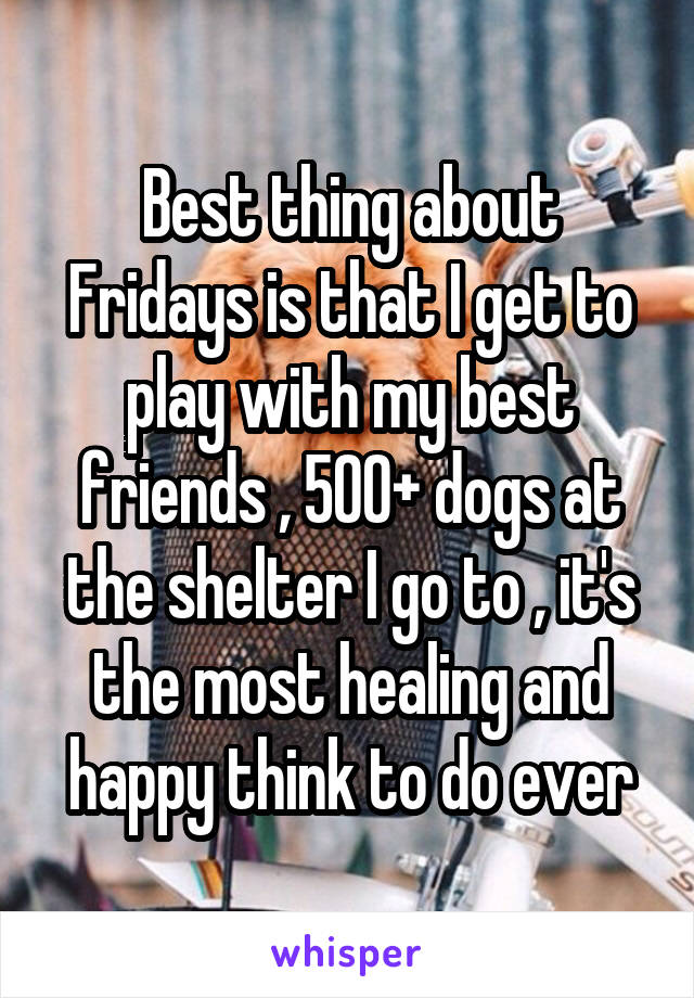 Best thing about Fridays is that I get to play with my best friends , 500+ dogs at the shelter I go to , it's the most healing and happy think to do ever