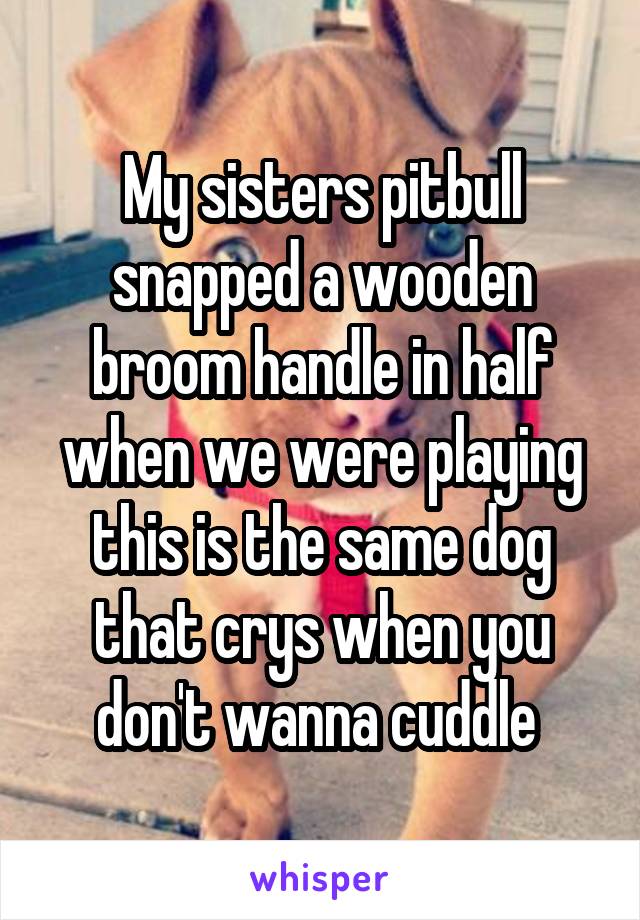 My sisters pitbull snapped a wooden broom handle in half when we were playing this is the same dog that crys when you don't wanna cuddle 