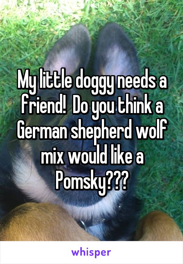 My little doggy needs a friend!  Do you think a German shepherd wolf mix would like a Pomsky???
