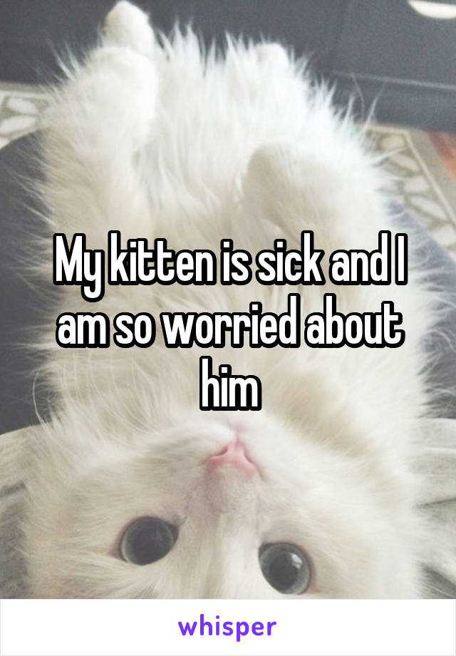 My kitten is sick and I am so worried about him