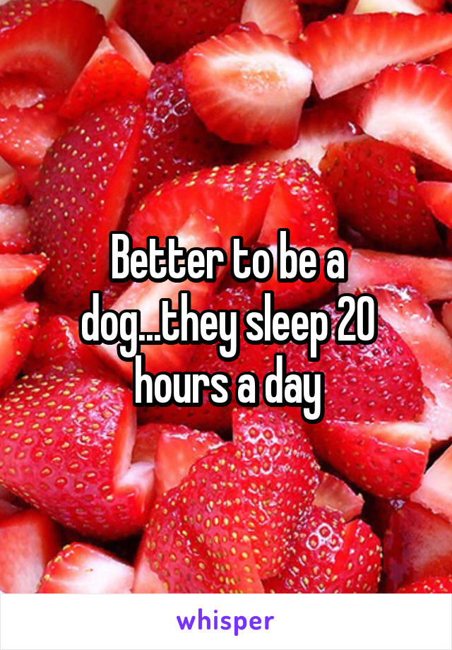 Better to be a dog...they sleep 20 hours a day
