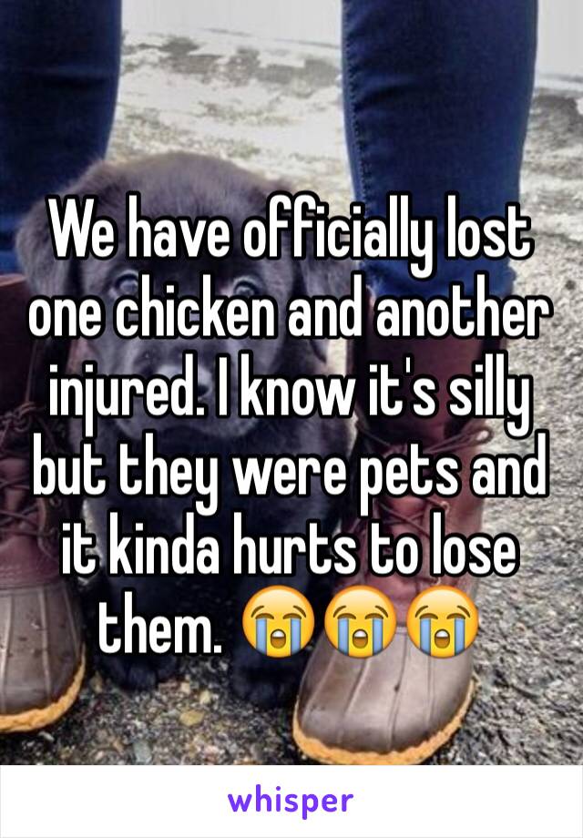 We have officially lost one chicken and another injured. I know it's silly but they were pets and it kinda hurts to lose them. 😭😭😭