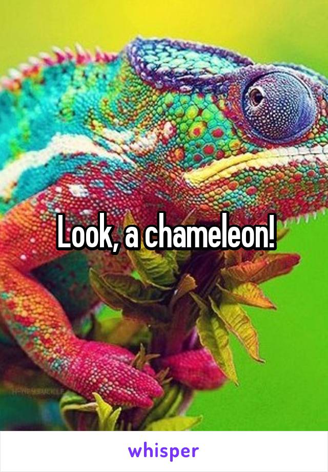 Look, a chameleon!