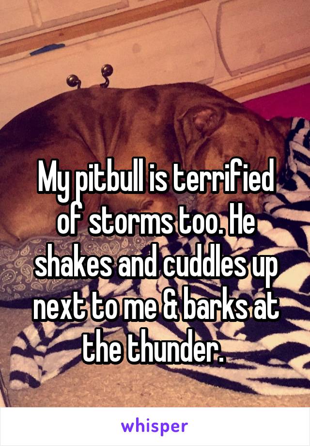 

My pitbull is terrified of storms too. He shakes and cuddles up next to me & barks at the thunder. 