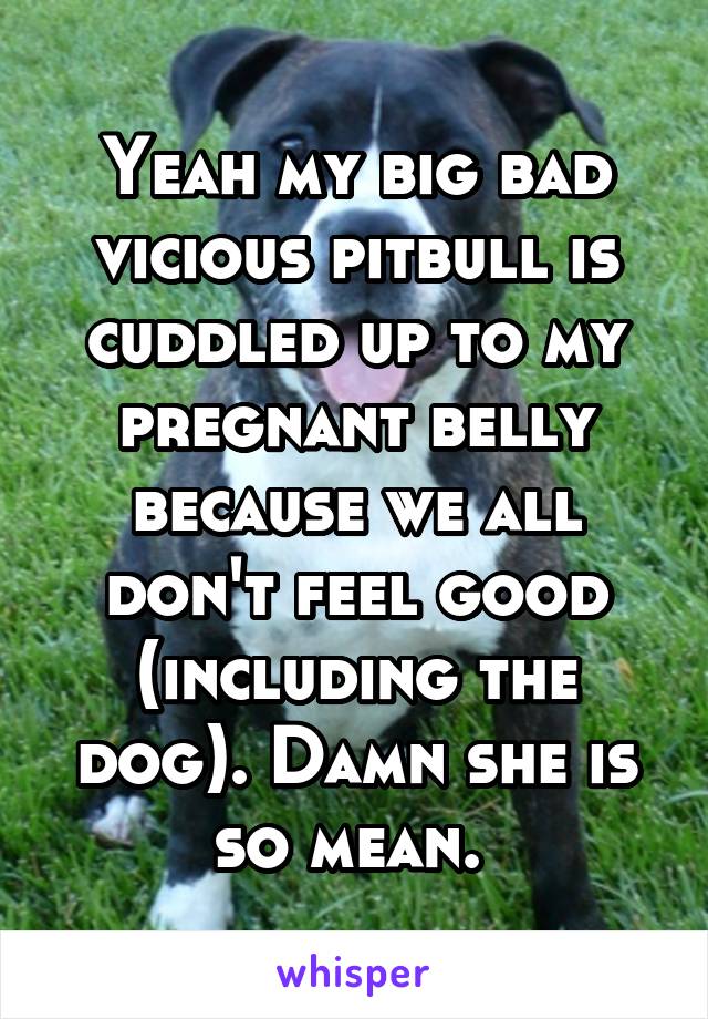 Yeah my big bad vicious pitbull is cuddled up to my pregnant belly because we all don't feel good (including the dog). Damn she is so mean. 