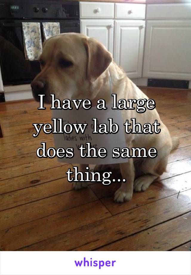 I have a large yellow lab that does the same thing...