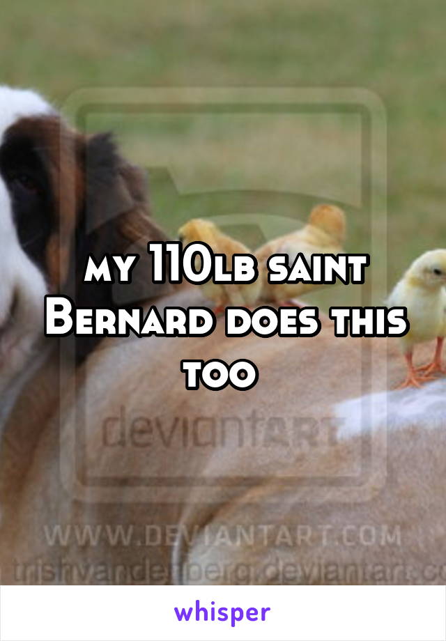 my 110lb saint Bernard does this too 