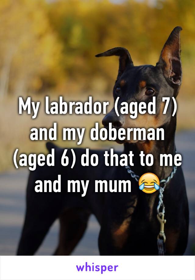 My labrador (aged 7) and my doberman (aged 6) do that to me and my mum 😂