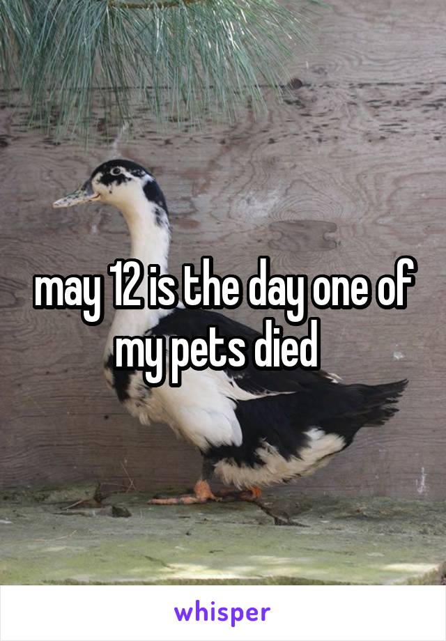 may 12 is the day one of my pets died  