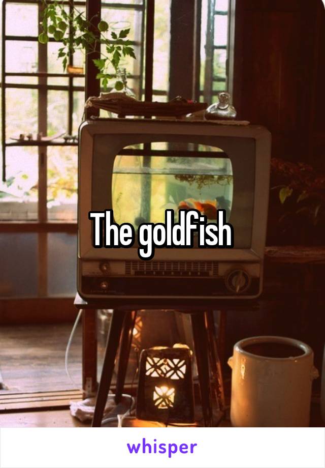 The goldfish 