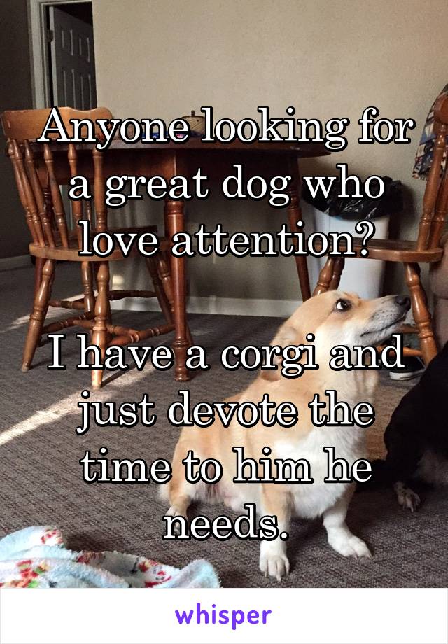 Anyone looking for a great dog who love attention?

I have a corgi and just devote the time to him he needs.