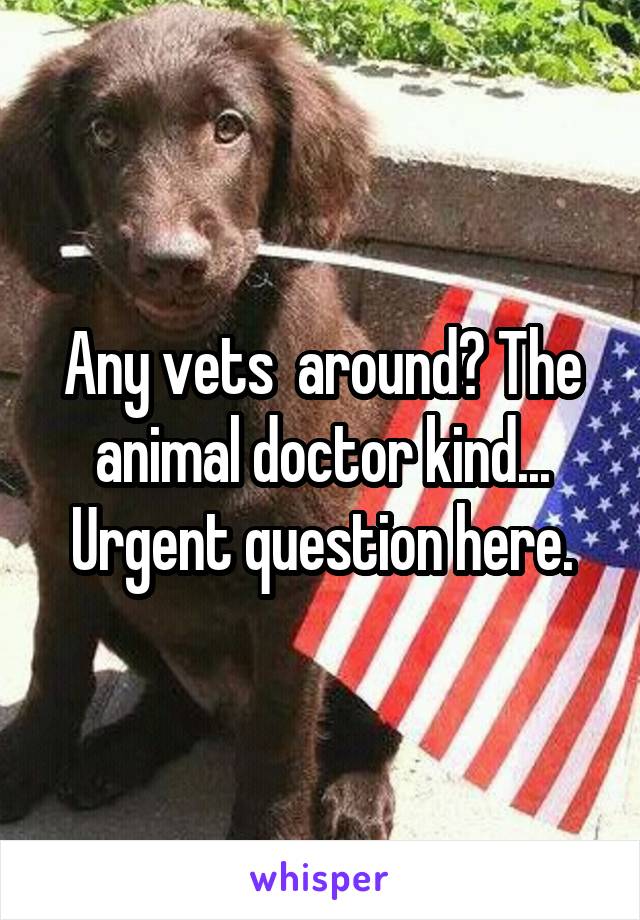 Any vets  around? The animal doctor kind... Urgent question here.