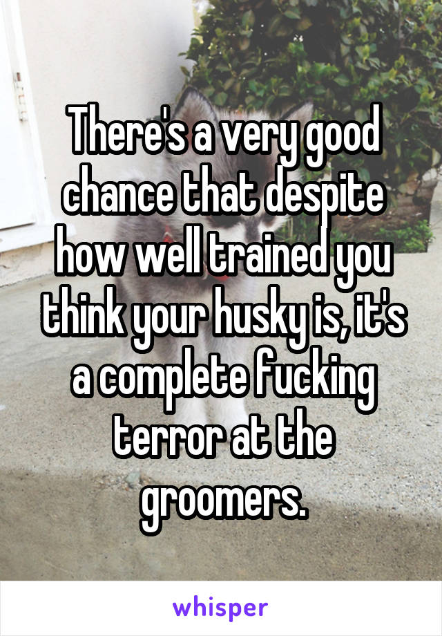 There's a very good chance that despite how well trained you think your husky is, it's a complete fucking terror at the groomers.