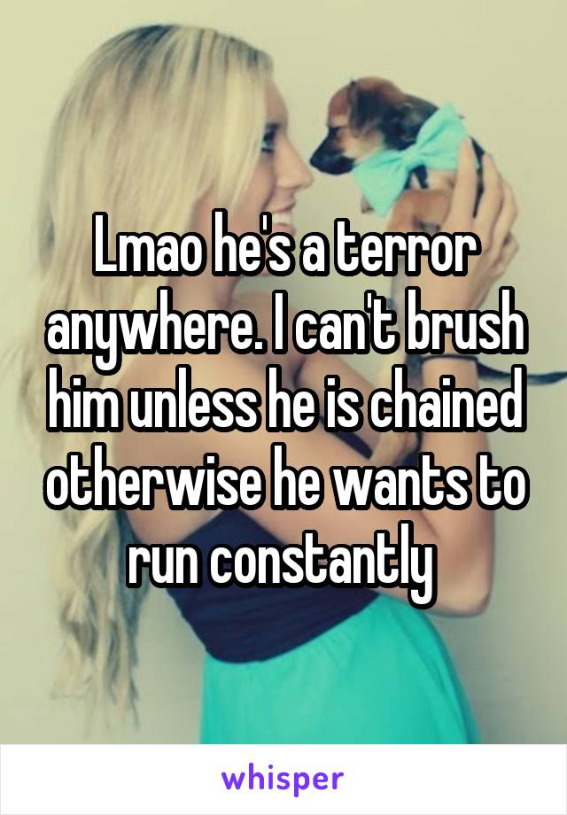 Lmao he's a terror anywhere. I can't brush him unless he is chained otherwise he wants to run constantly 