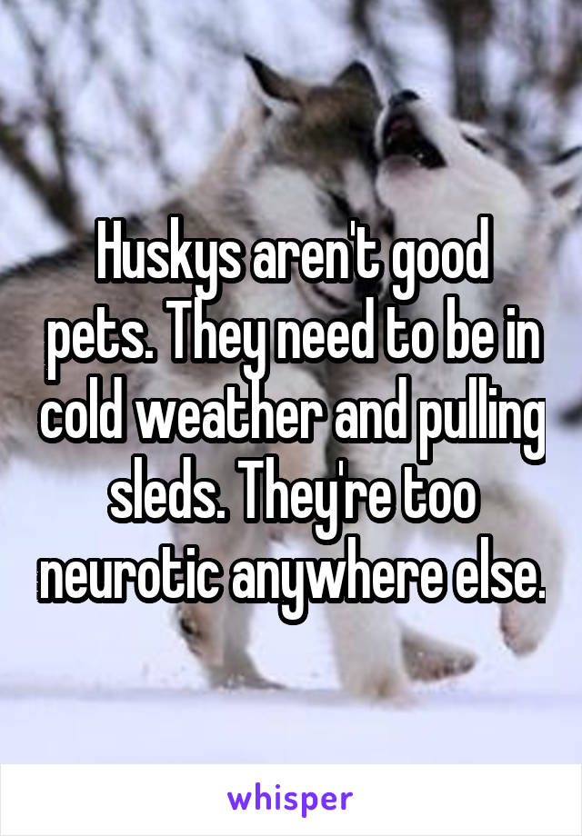 Huskys aren't good pets. They need to be in cold weather and pulling sleds. They're too neurotic anywhere else.