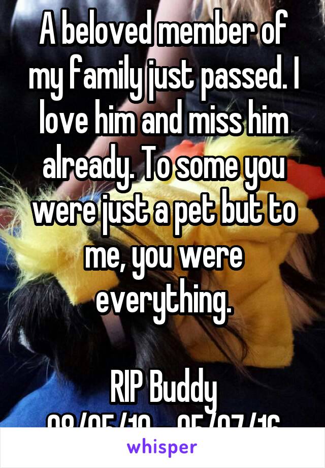 A beloved member of my family just passed. I love him and miss him already. To some you were just a pet but to me, you were everything.

RIP Buddy
08/05/10 - 05/07/16