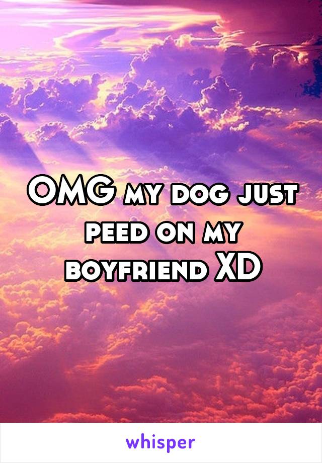 OMG my dog just peed on my boyfriend XD