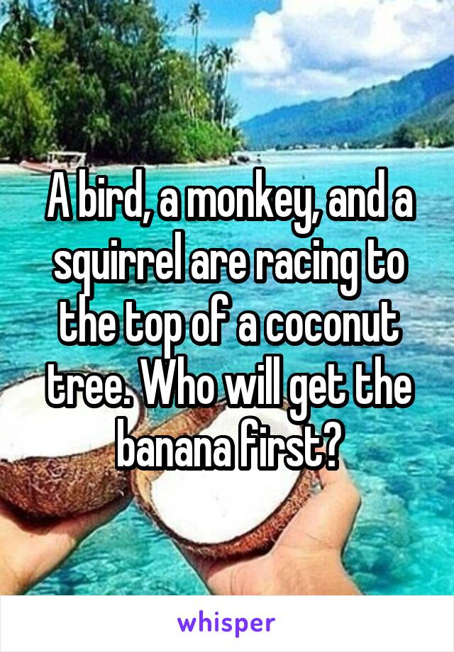 A bird, a monkey, and a squirrel are racing to the top of a coconut tree. Who will get the banana first?