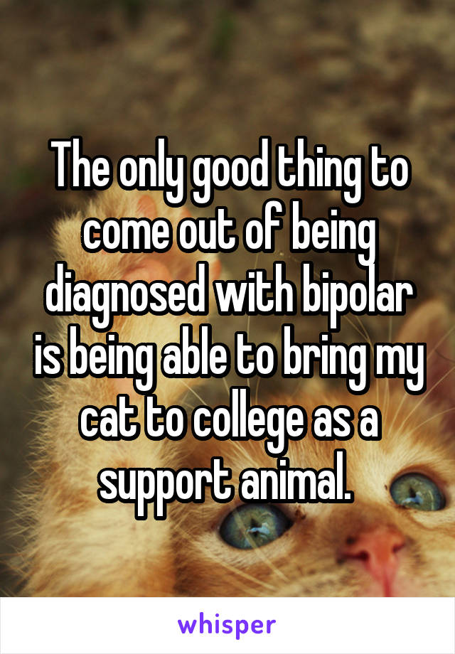 The only good thing to come out of being diagnosed with bipolar is being able to bring my cat to college as a support animal. 